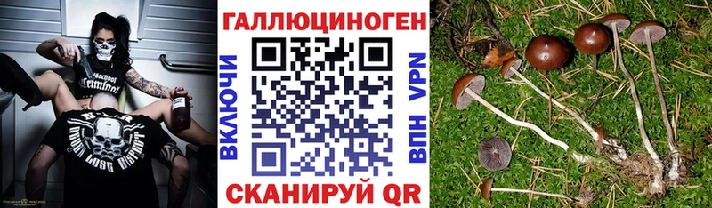 Галлюциногенные грибы Psilocybine cubensis  Муравленко 