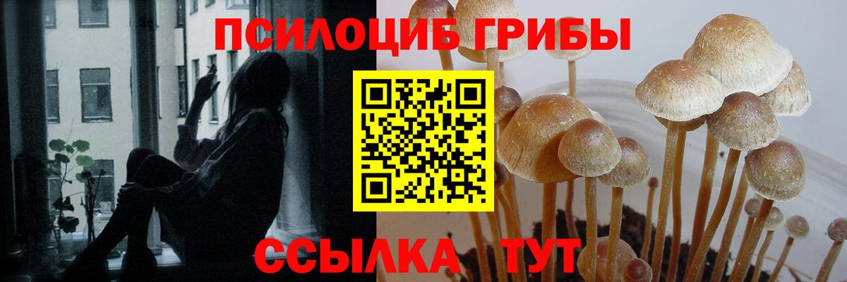 что такое наркотик  Псилоцибиновые грибы Psilocybe  Муравленко  Псилоцибиновые грибы Magic Shrooms 